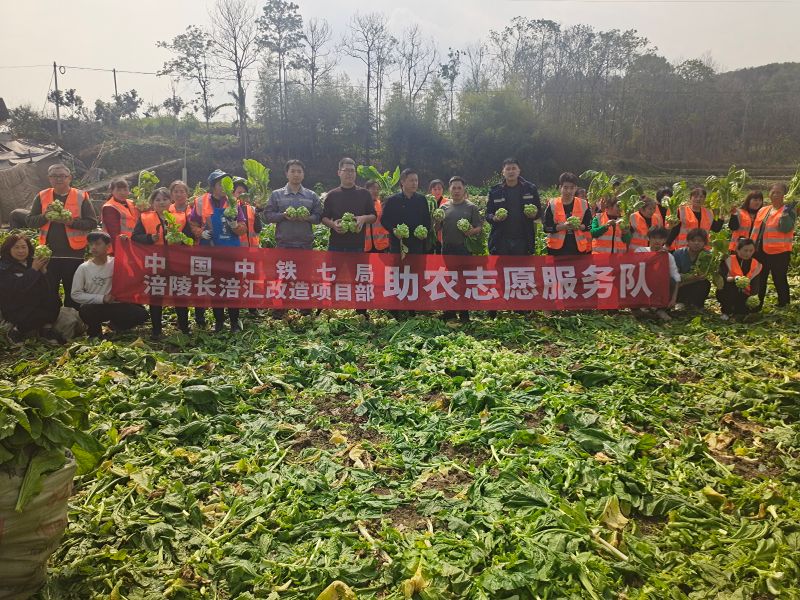 中铁七局长涪汇项目部助力涪陵农民收菜--贺国强摄 (1) 中铁七局长涪汇项目部助力涪陵农民收菜--贺国强摄 (1)